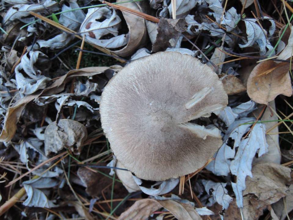 Tricholoma scalpturatum image