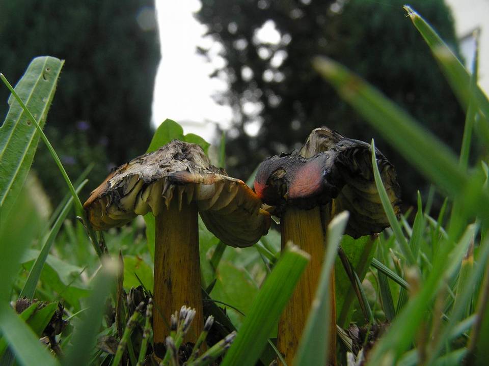 Hygrocybe tristis image