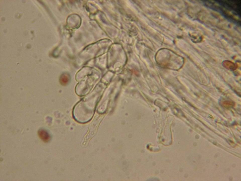 Psathyrella warrenensis image