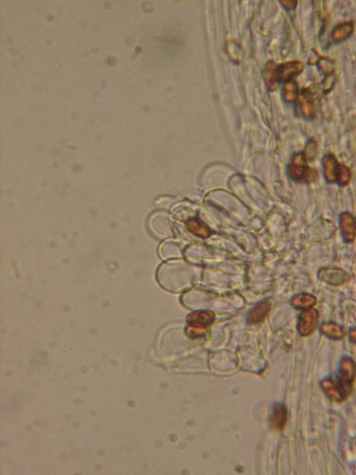 Psathyrella warrenensis image
