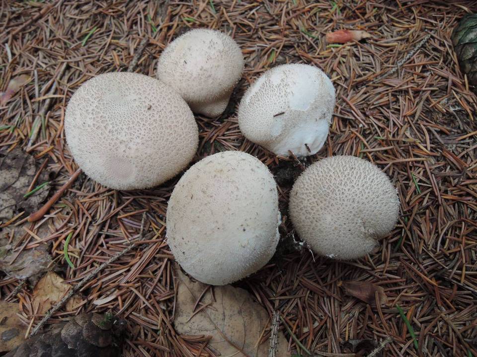 Lycoperdon ericaeum image