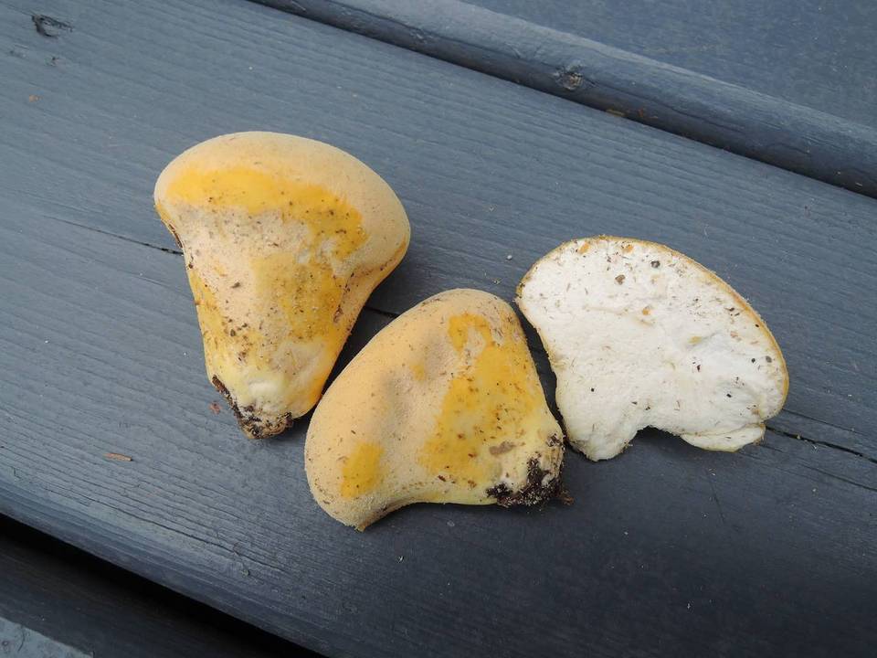 Lycoperdon flavotinctum image