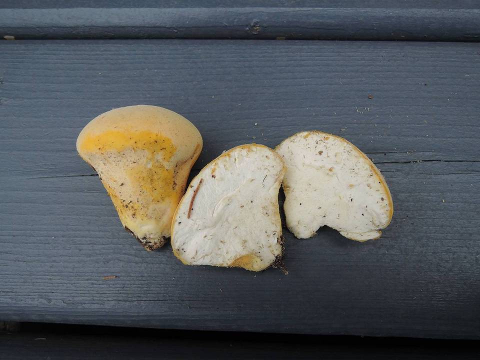 Lycoperdon flavotinctum image
