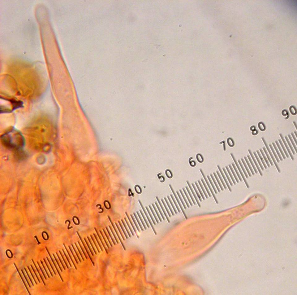 Agrocybe pediades var. fimicola image