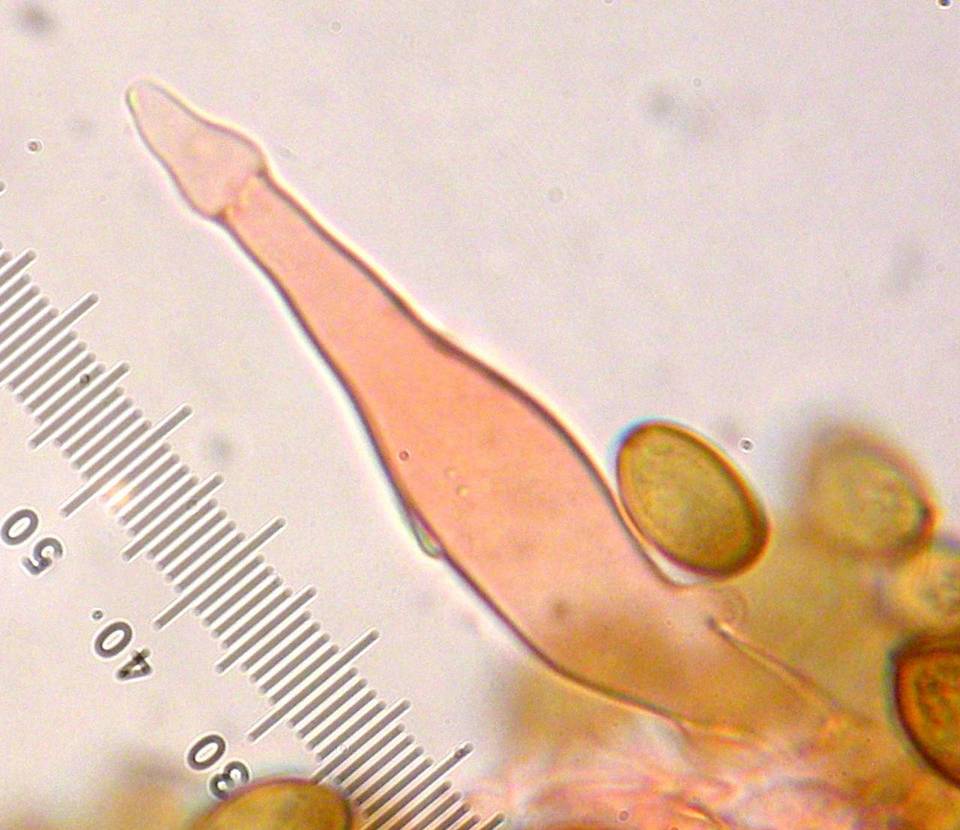 Agrocybe pediades var. fimicola image