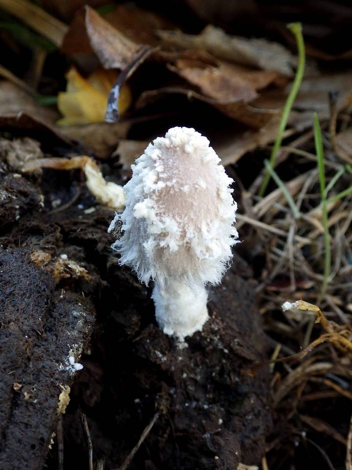 Coprinopsis cordispora image