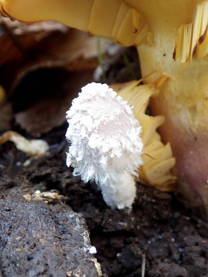 Coprinopsis cordispora image