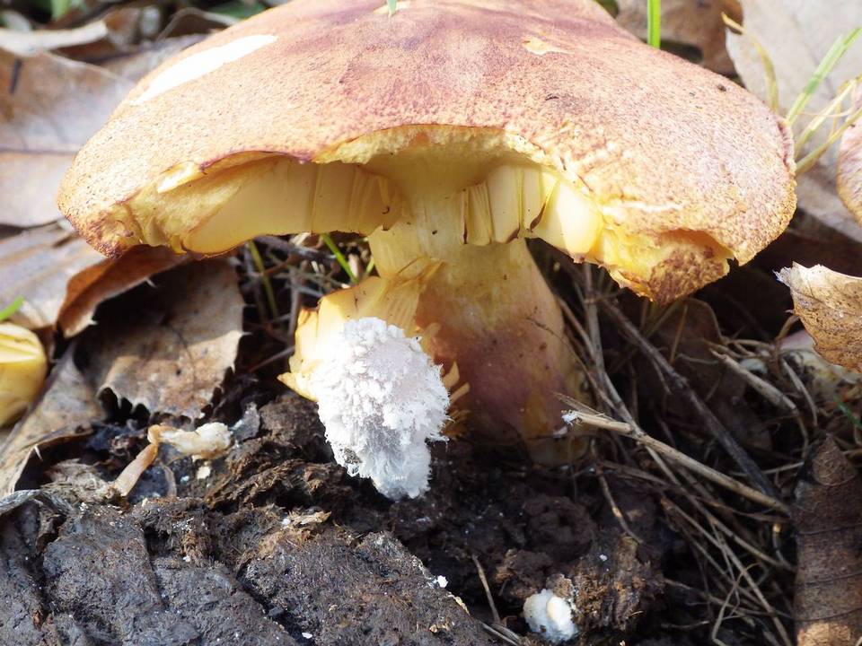 Coprinopsis cordispora image