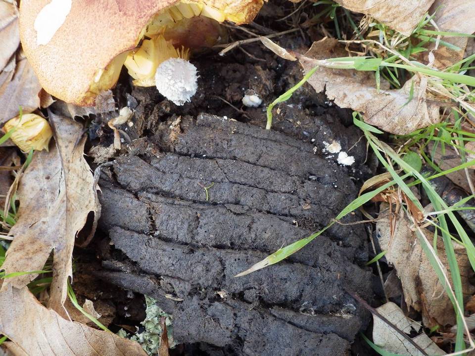 Coprinopsis cordispora image