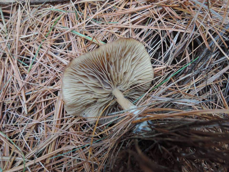 Clitocybe nitriolens image