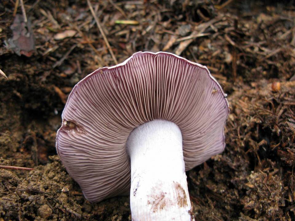 Cortinarius porphyropus image