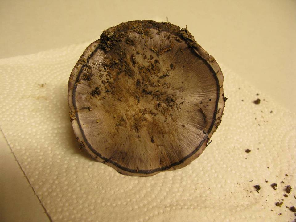 Cortinarius porphyropus image