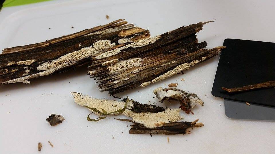 Antrodia tanakae image