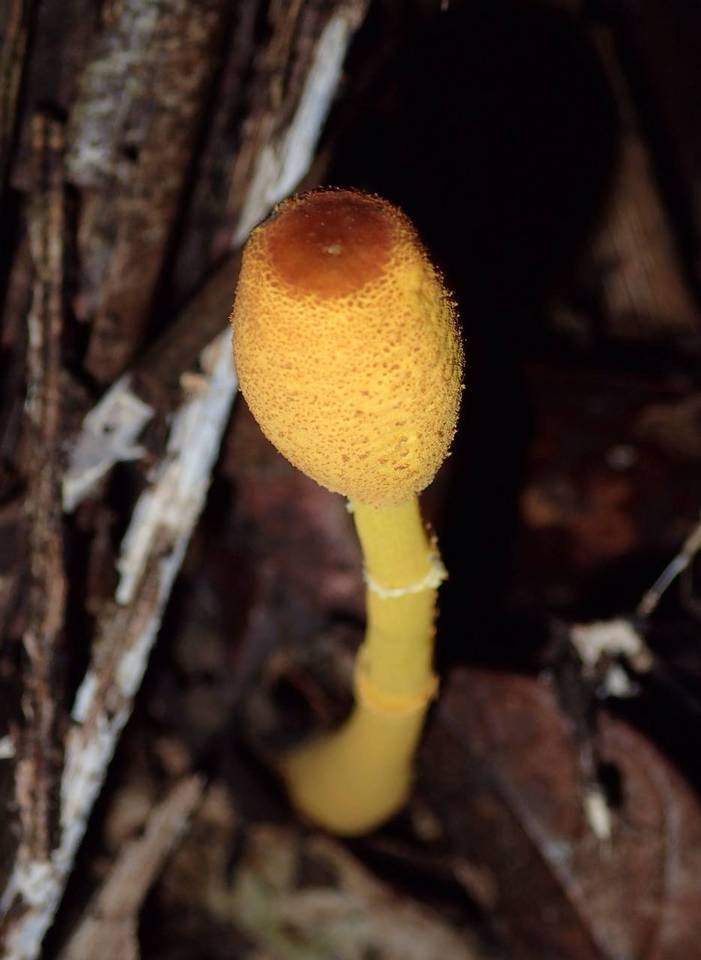 Leucocoprinus brunneoluteus image