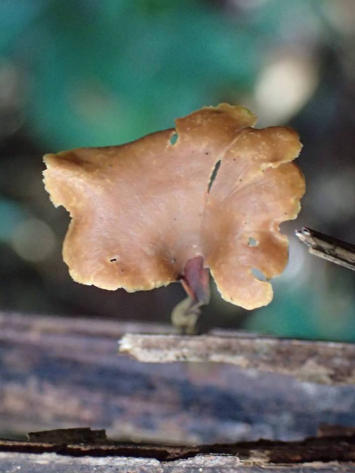 Polyporus guianensis image
