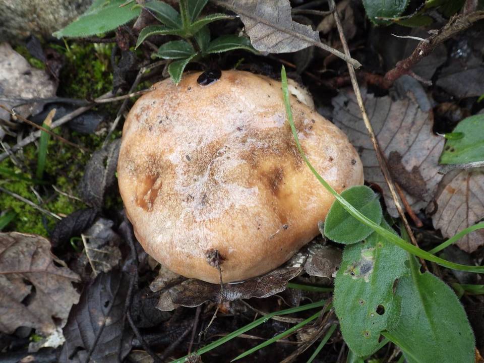 Hebeloma sinapizans image