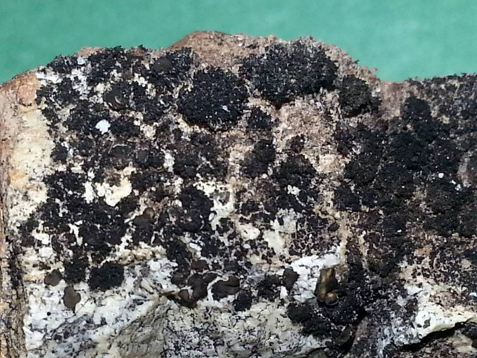 Lichinella stipatula image