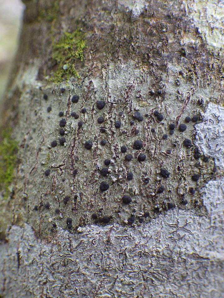 Lecidella elaeochroma f. elaeochroma image