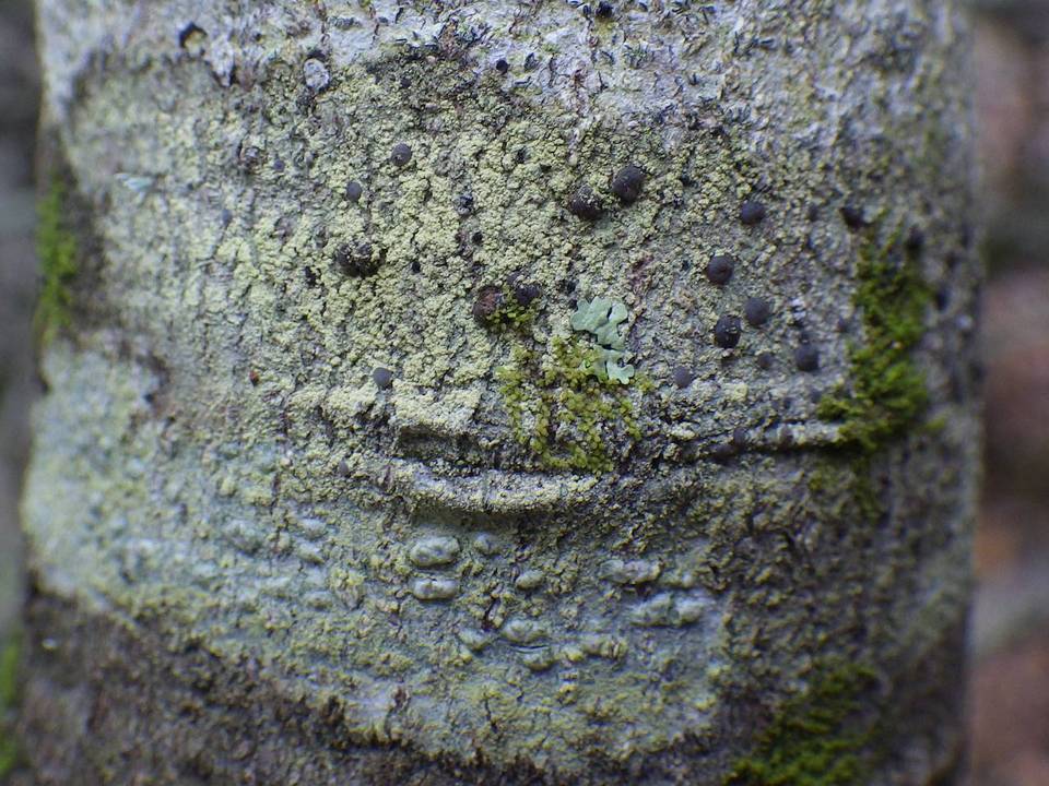 Lecidella elaeochroma f. soralifera image