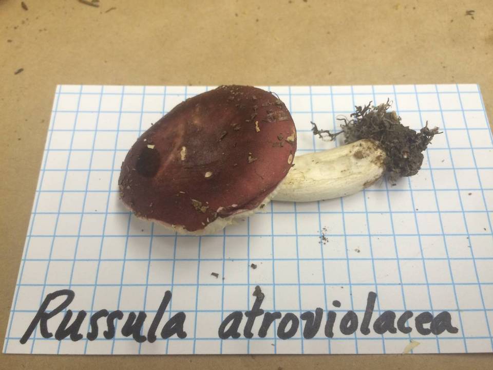 Russula atroviolacea image