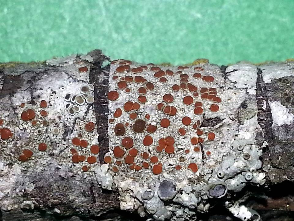 Caloplaca ferruginea image