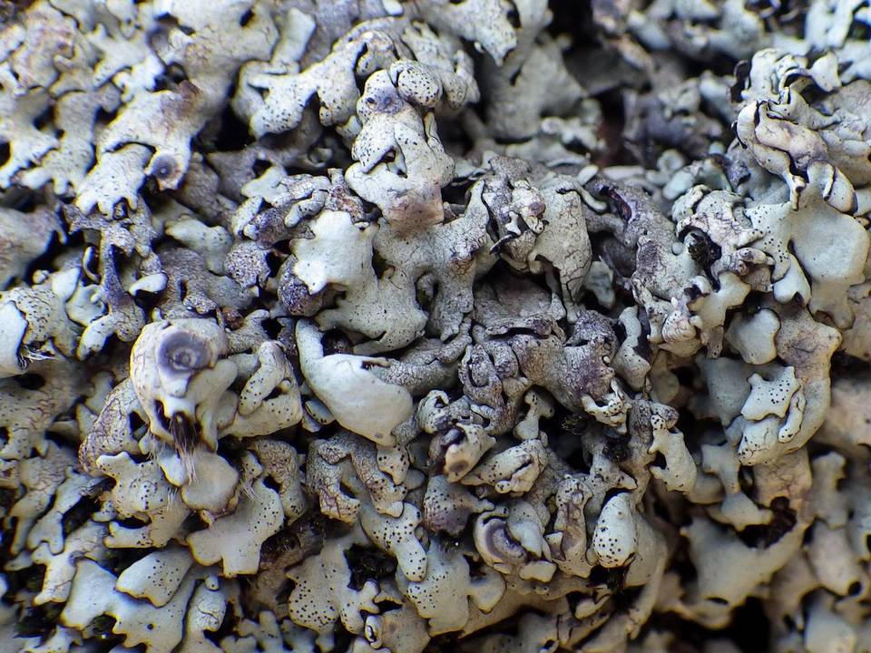 Xanthoparmelia protomatrae image