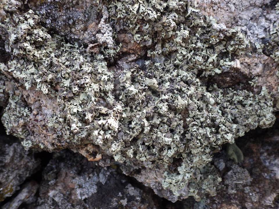 Xanthoparmelia protomatrae image