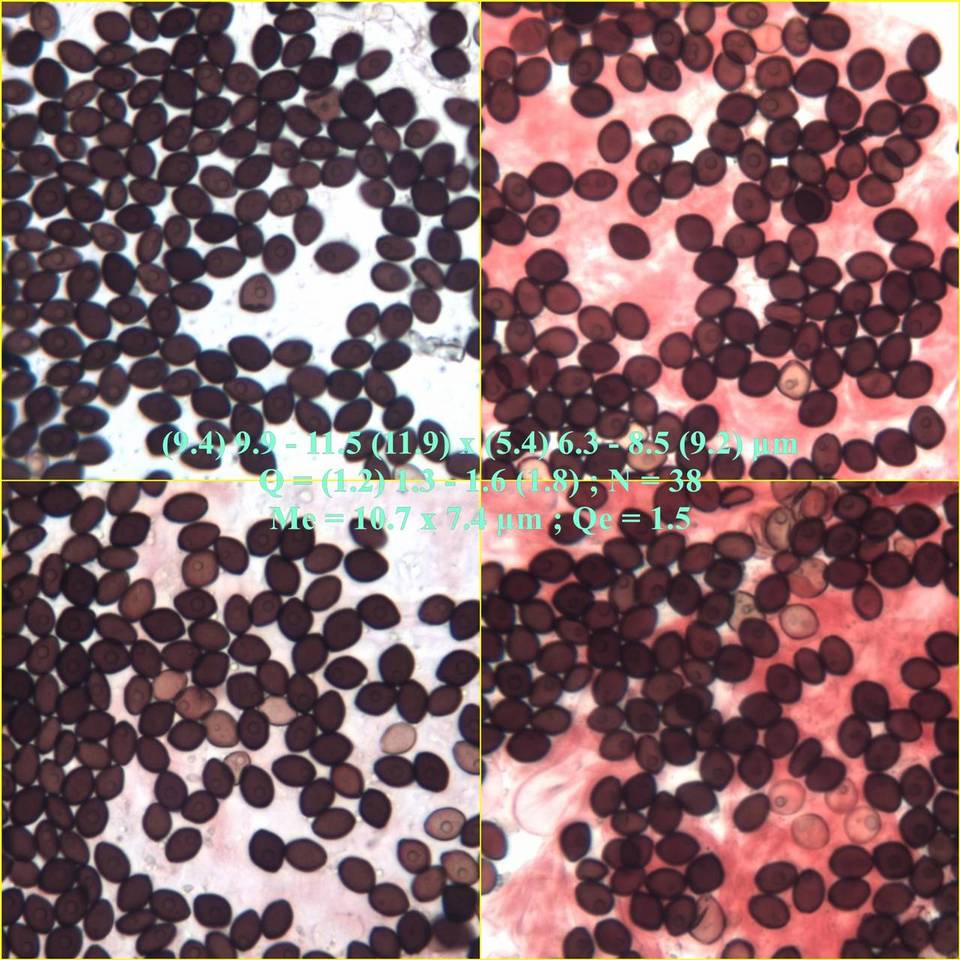 Coprinopsis cordispora image