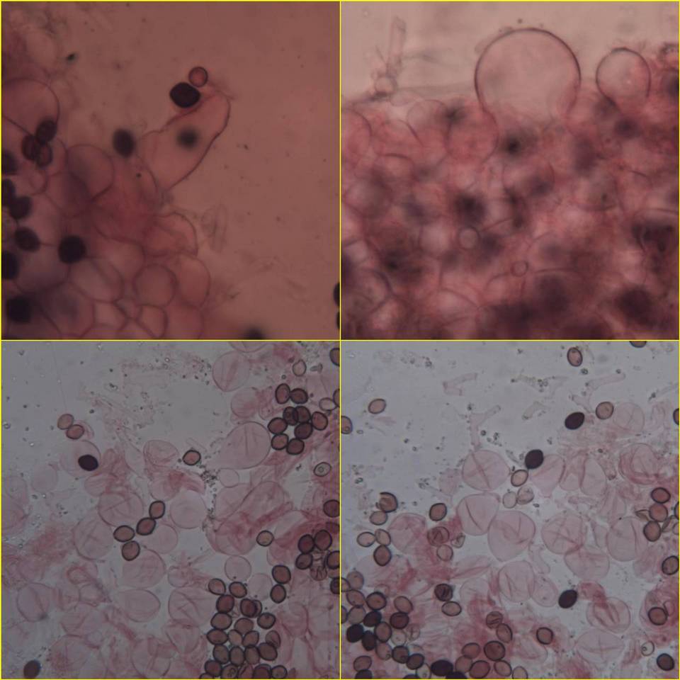 Coprinopsis cordispora image