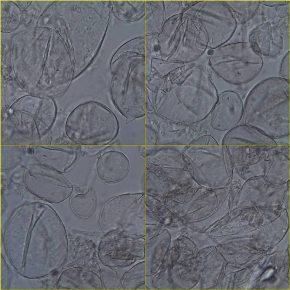 Coprinopsis cordispora image