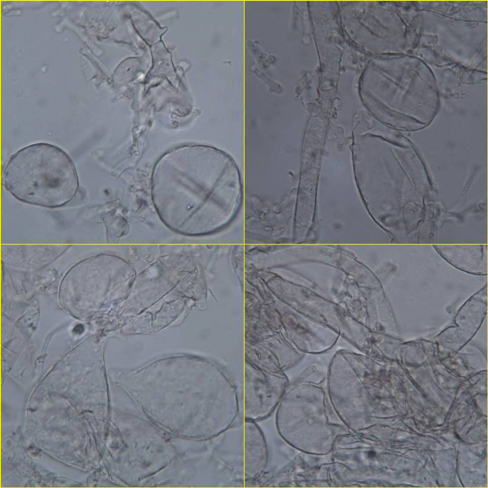 Coprinopsis cordispora image