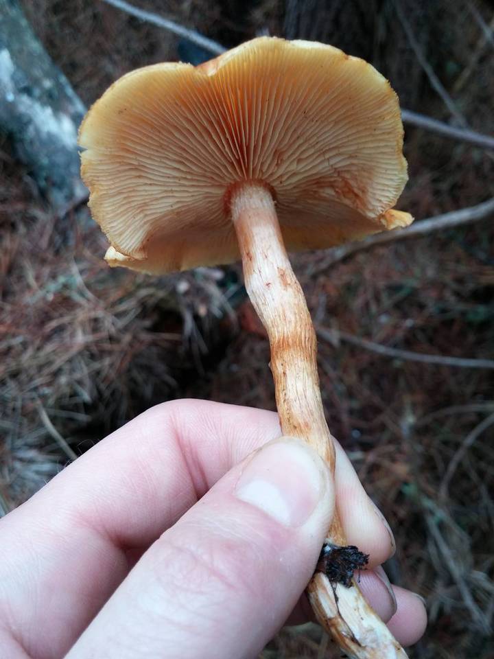Gymnopilus luteocarneus image