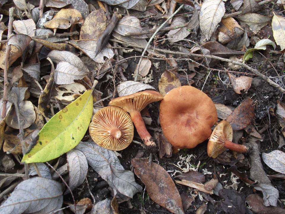 Lactarius lacunarum image