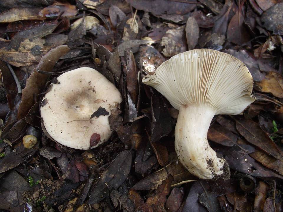 Lactarius ilicis image