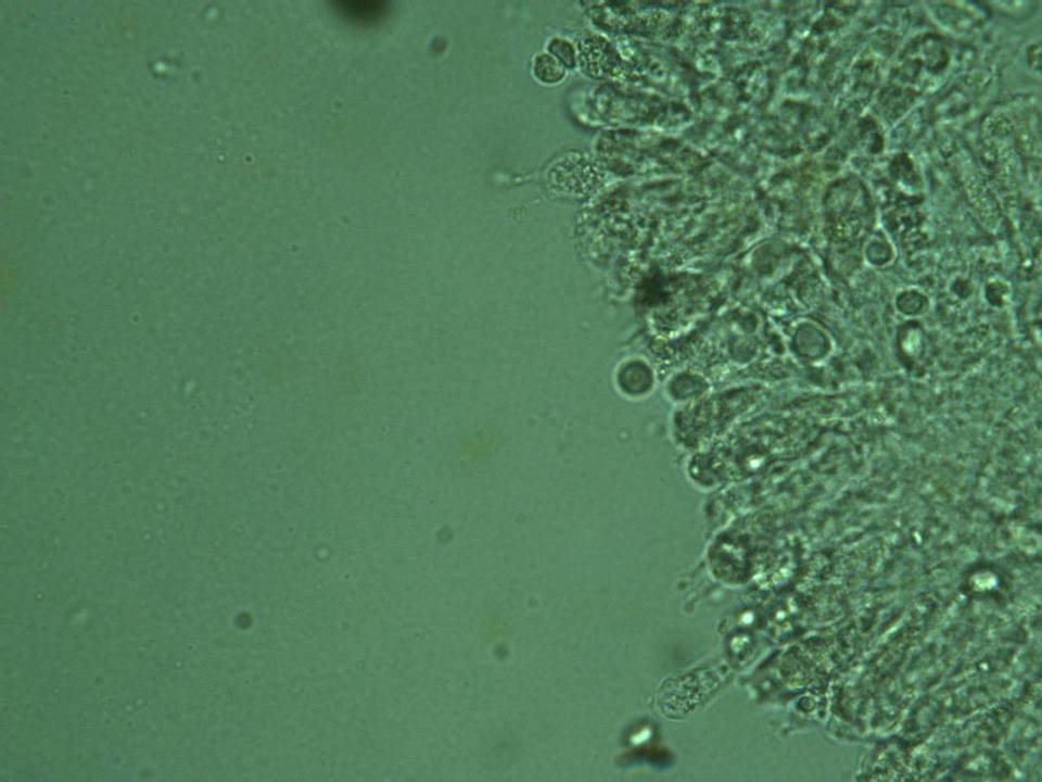 Dermoloma cuneifolium image