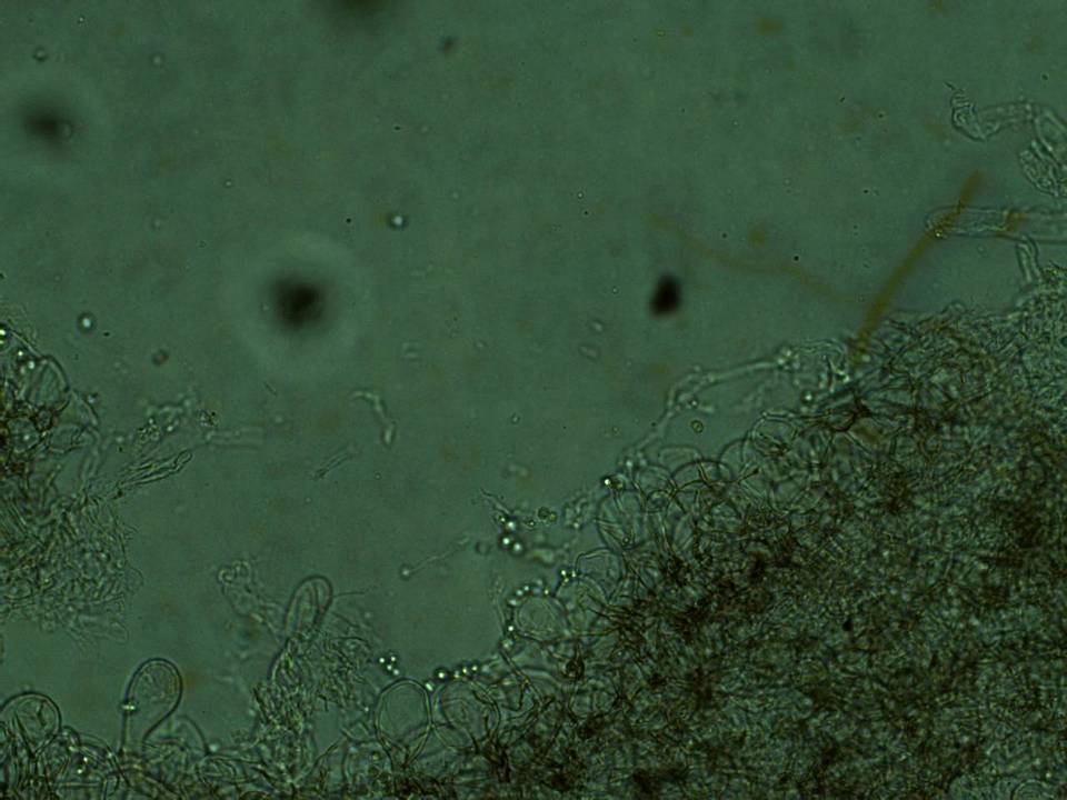 Dermoloma cuneifolium image
