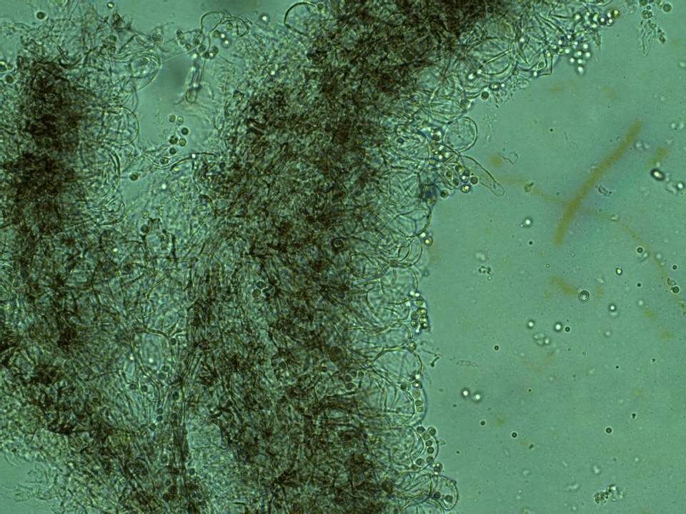 Dermoloma cuneifolium image