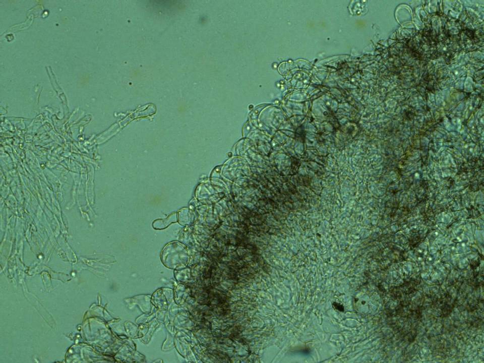Dermoloma cuneifolium image
