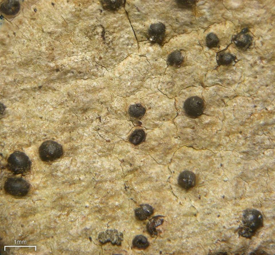 Lithothelium hyalosporum image