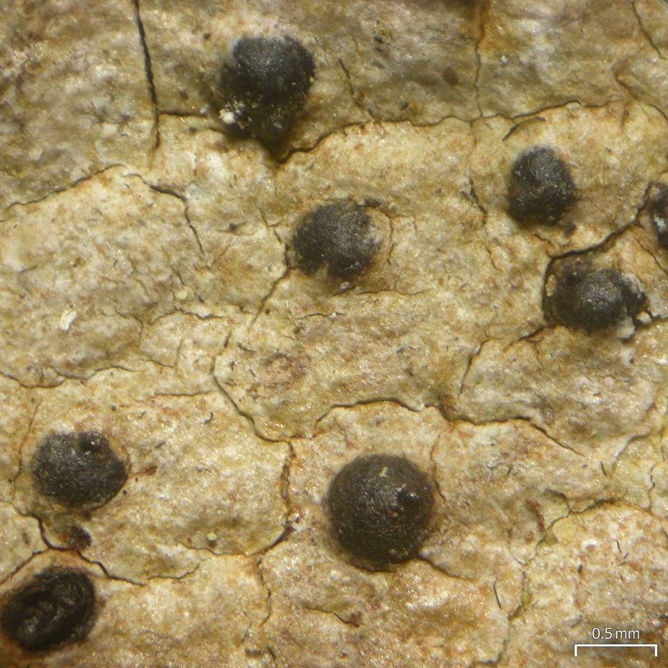 Lithothelium image