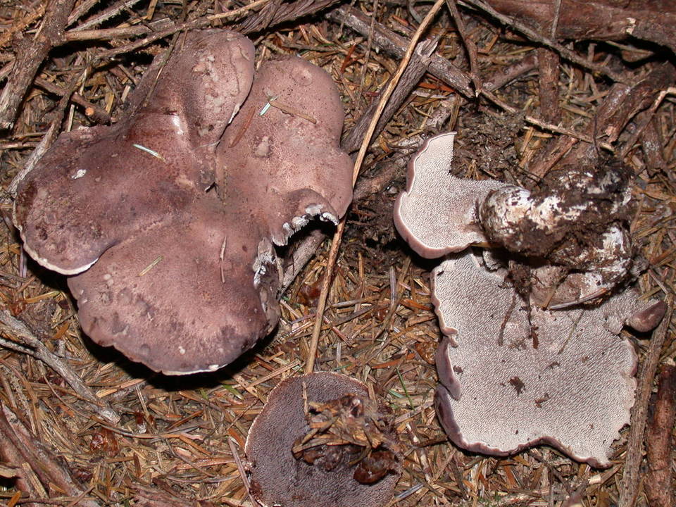 Sarcodon subfelleus image