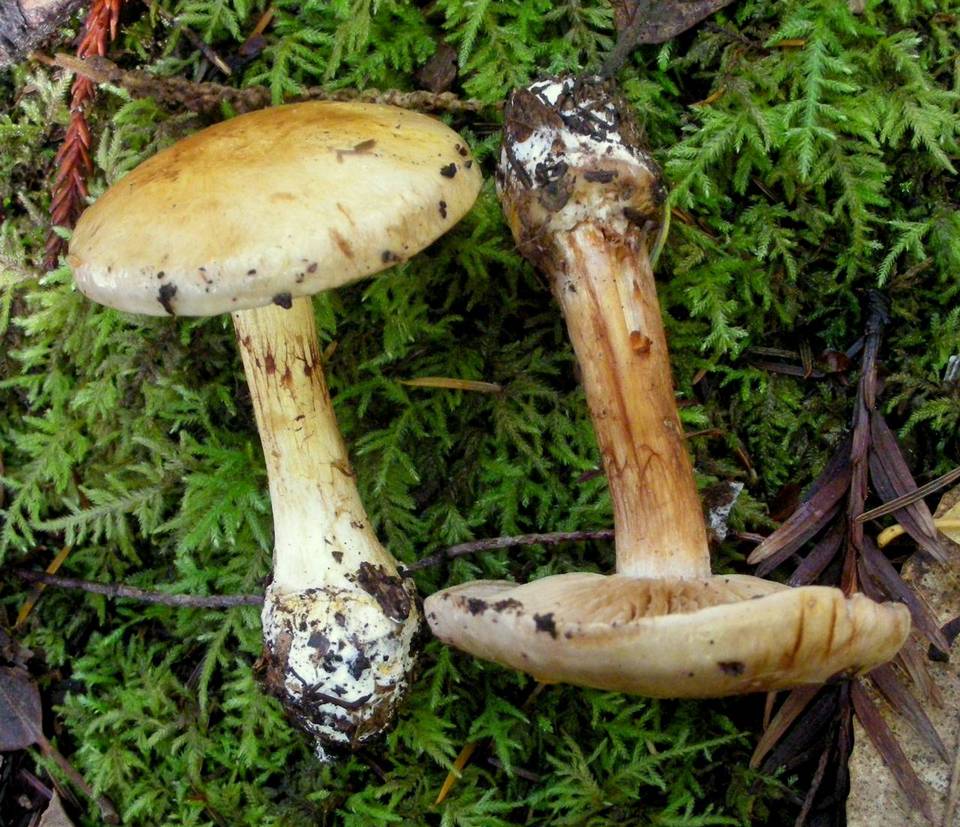 Cortinarius citrinifolius image