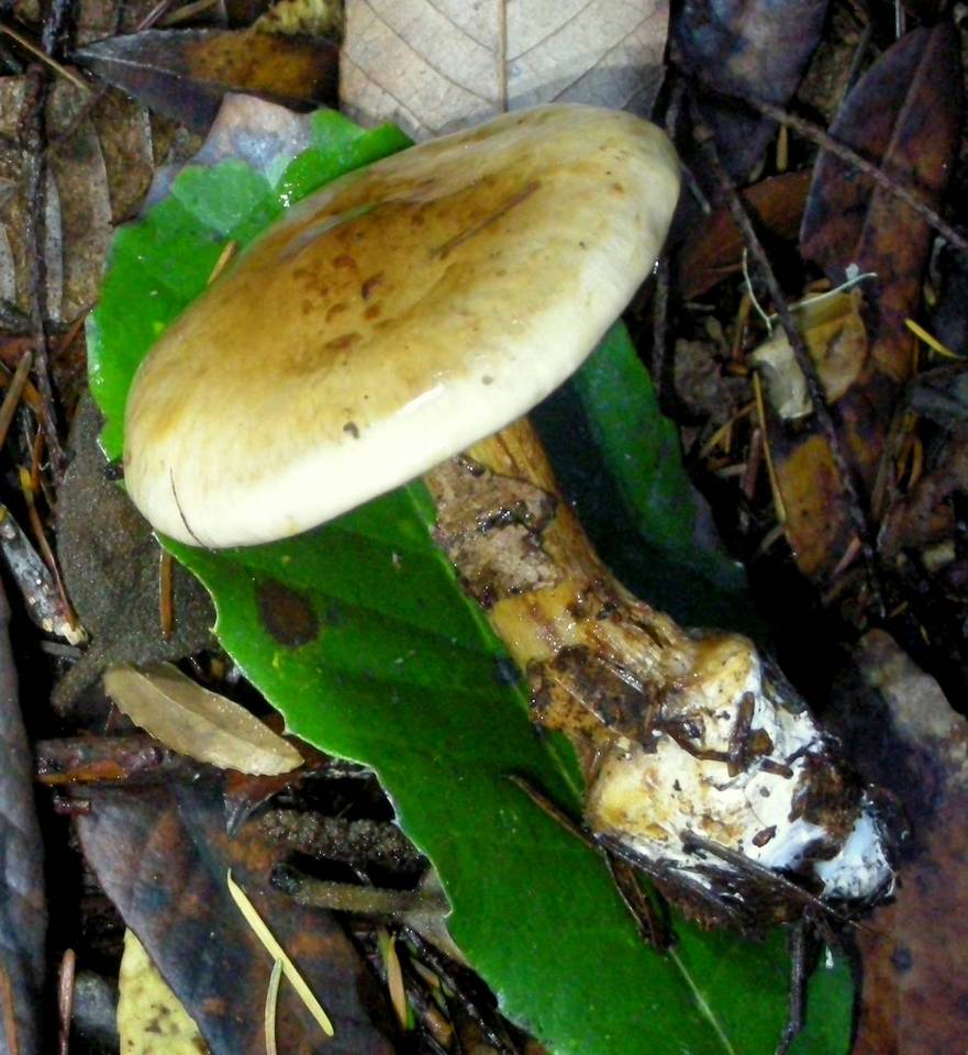 Cortinarius citrinifolius image