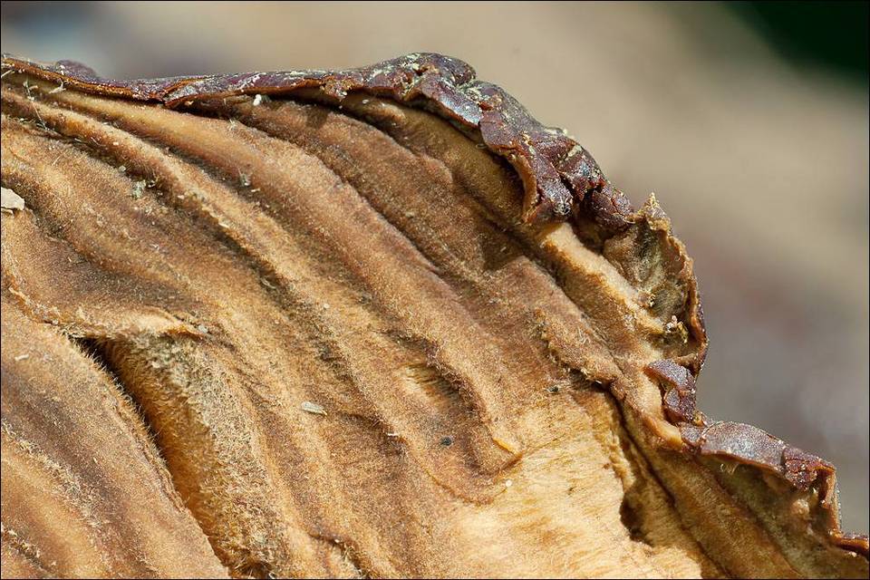 Ganoderma resinaceum image
