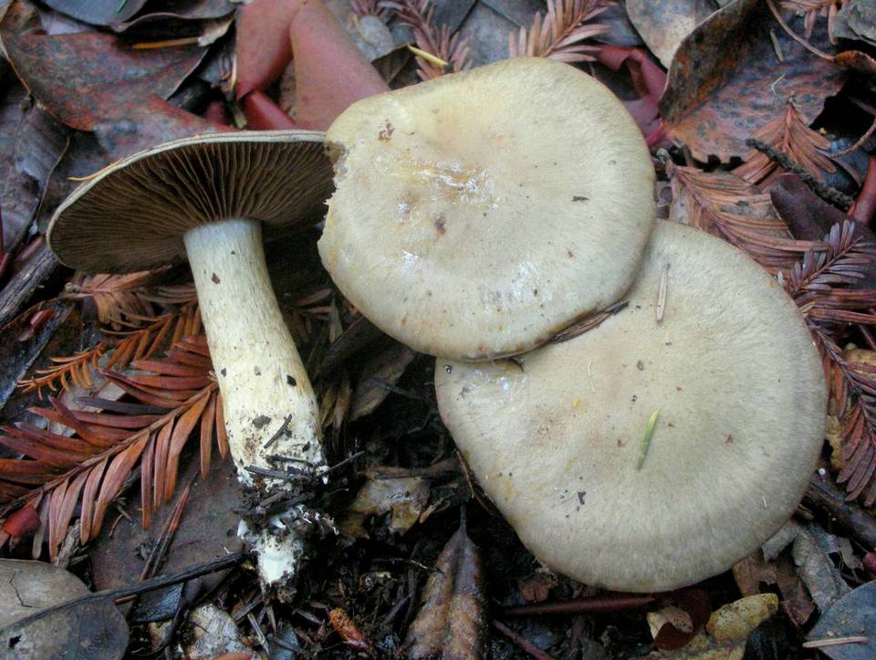 Cortinarius infractus var. obscurocyaneus image