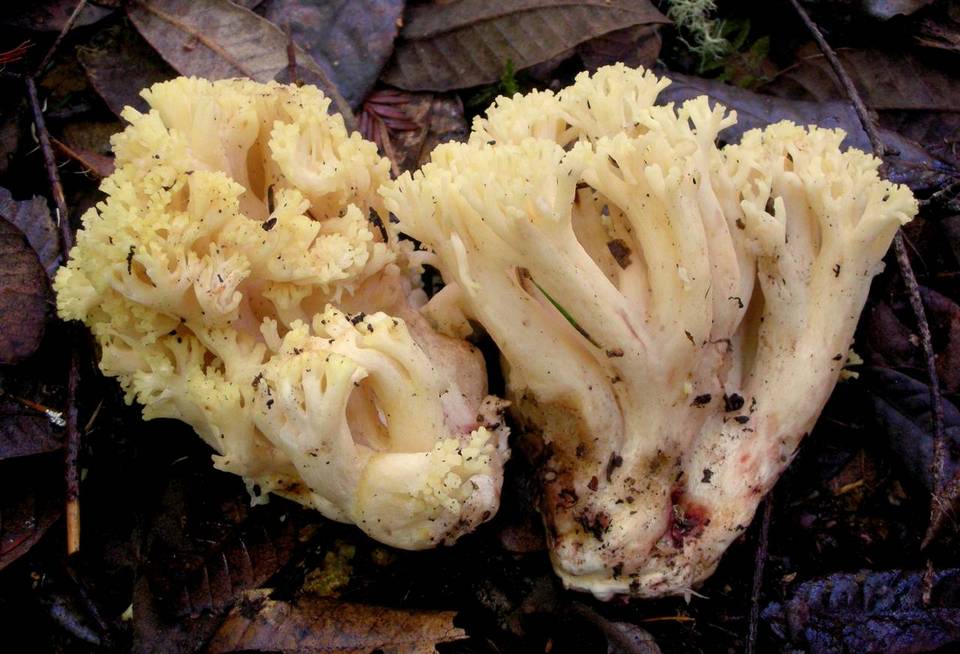 Ramaria rubiginosa image