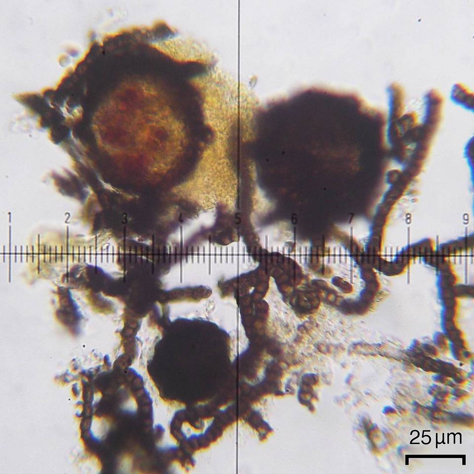 Lichenostigma cosmopolites image