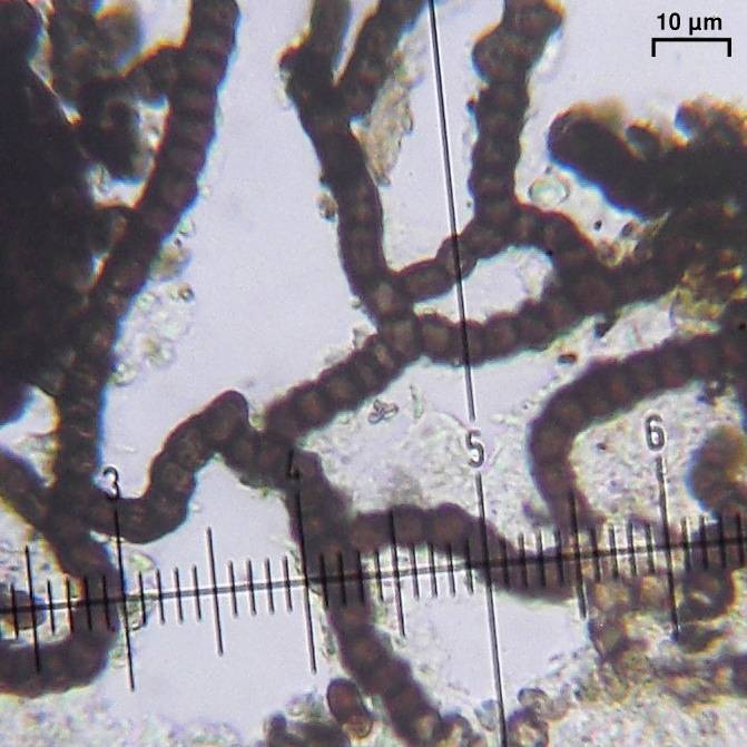 Lichenostigma cosmopolites image