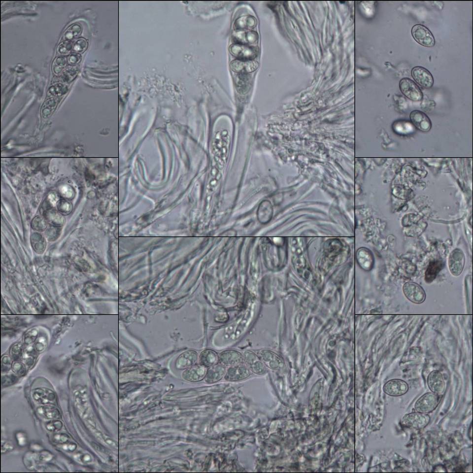 Lecidella elaeochroma f. elaeochroma image
