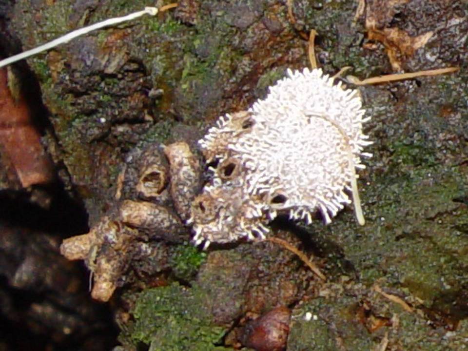 Stilbella byssiseda image